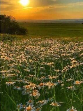 Thrift for you bundle